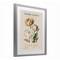 Stupell Industries Natural Lotus Bundle Framed Print Under Glass, design by Christopher Giampietro